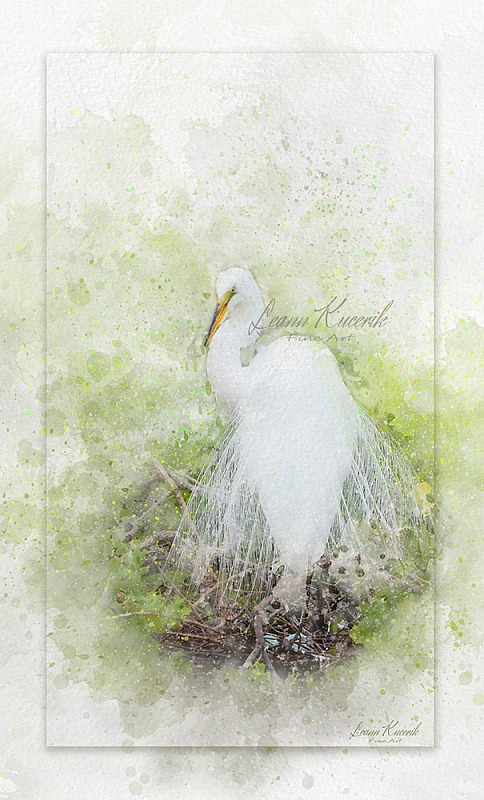 Avian Artistry